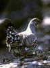 Blue Grouse (Dendragapus obscurus)