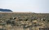 Sage Grouse (Centrocercus urophasianus)