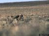 Sage Grouse (Centrocercus urophasianus)