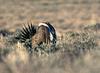 Sage Grouse (Centrocercus urophasianus)