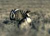 Sage Grouse (Centrocercus urophasianus)