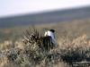 Sage Grouse (Centrocercus urophasianus)