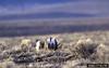 Sage Grouse (Centrocercus urophasianus)