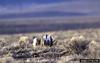 Sage Grouse (Centrocercus urophasianus)