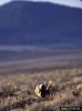 Sage Grouse (Centrocercus urophasianus)