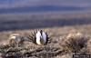 Sage Grouse (Centrocercus urophasianus)