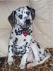 Darling dalmation