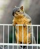 red belly squirrel