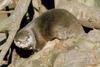 Otter
