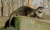 Otter