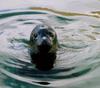 Grey Seal