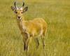 Bohor Reedbuck Redunca redunca