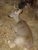 capreolus capreolus - European roe deer