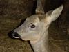 Capreolus capreolus - European roe deer