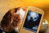 Cat and fish