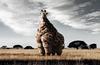 MCDonald's reaches Africa