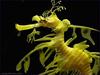 Leafy Sea Dragon