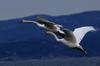 Mute swans in flight