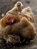 Mother chicken and chicks