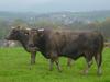 Domestic cows