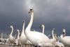 Mute Swans