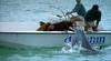 Dolphin and Dogs