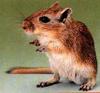 gerbil