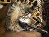 Acrobat cat