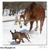 horse chasing dog on snow