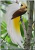 bird-of-paradise