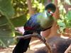 Turaco