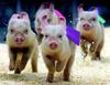 Pig run