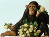 Flower chimp