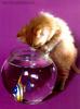 kitten