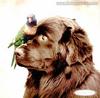 dog and parakeet