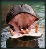 Say ahh