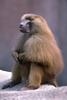 Baboons