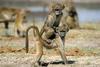 Baboons
