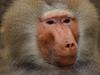 Baboons