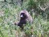 Baboons