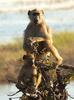 Baboons
