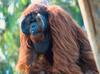 Baboons
