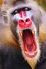 Baboons - mandrill (Mandrillus sphinx)