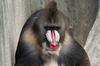Baboons