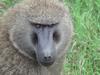 Baboons