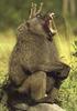 Baboons