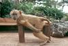 Baboons