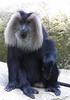 Baboons