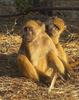 Baboons