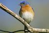 Bluebird